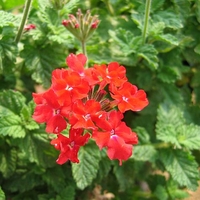 Verbena 'L. Archer'