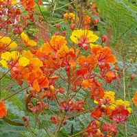 Caesalpinia pulcherrima 'Pride of Barbados'