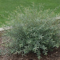Salix purpurea 'Nana'