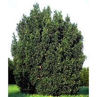 Taxus x media 'Hicksii'