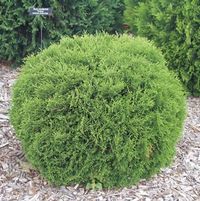Thuja occidentalis 'Hetz Midget'