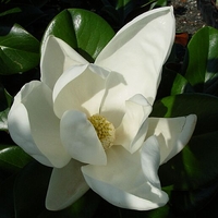 Magnolia grandiflora 'Southern Charm'