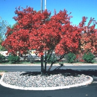 Acer ginnala 'Flame'