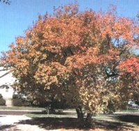 Acer ginnala 'Flame'