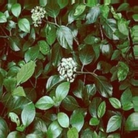 Decumaria barbara 'Barbara Ann'