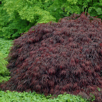 Acer palmatum dissectum 'Crimson Queen'