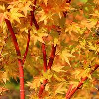 Acer palmatum 'Sango Kaku'