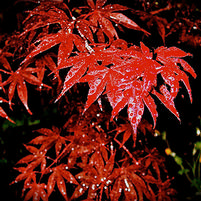 Acer palmatum 'Bloodgood'