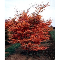 Acer palmatum 'Oshio Beni'