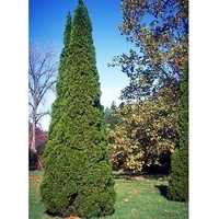 Thuja occidentalis 'Smaragd'