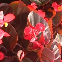 Begonia 'Dragon Wing' Red