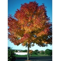 Fraxinus americana cv. 'Junginger'
