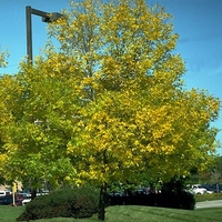 Fraxinus pennsylvanica