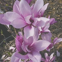 Magnolia x 'Ann'