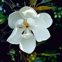 Magnolia grandiflora
