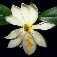 Magnolia virginiana 'Sweetbay'