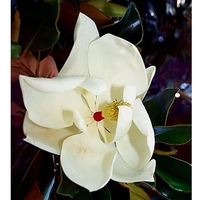 Magnolia grandiflora 'Little Gem'