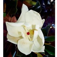 Magnolia grandiflora 'Little Gem'