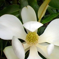 Magnolia grandiflora 'Bracken's Brown Beauty'
