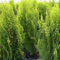 Thuja orientalis 'Aurea Nana'