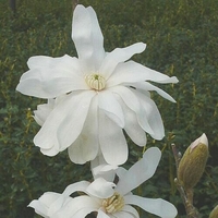 Magnolia stellata 'Royal Star'
