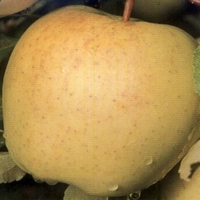 Malus 'Golden Delicious'