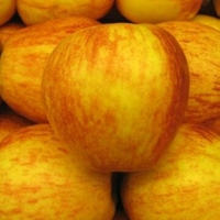 Malus 'Gala'