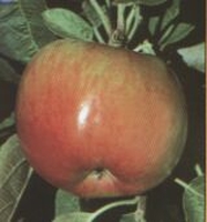 Malus 'Empire'