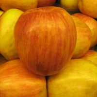 Malus 'Fuji'