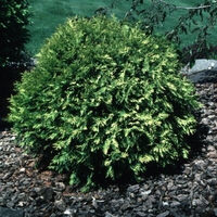 Thuja occidentalis 'Sunkist'