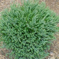 Thuja occidentalis 'Linesville'