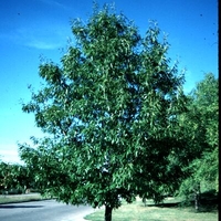 Quercus acutissima