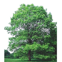 Quercus alba