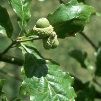 Quercus bicolor