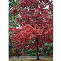 Quercus rubra