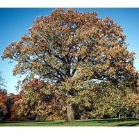 Quercus macrocarpa