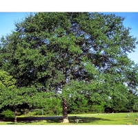 Quercus nigra