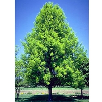 Quercus palustris