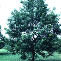 Quercus phellos