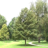 Quercus robur 'Fastigiata'
