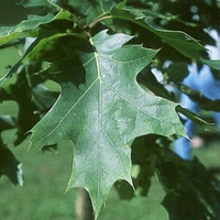 Quercus shumardii