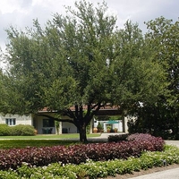 Quercus virginiana