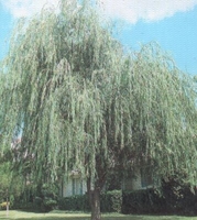 Salix x blanda