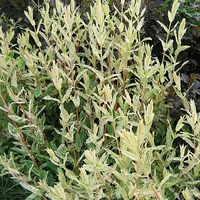 Salix integra 'Hakura Nishiki'
