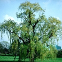 Salix babylonica