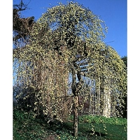 Salix caprea 'Pendula'