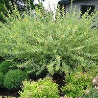 Salix integra 'Hakura Nishiki'