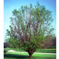 Salix matsudana 'Tortuosa'