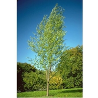 Salix matsudana 'Snake'