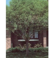 Salix matsudana 'Umbraculifera'